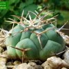 02_ Coryphantha _poselgeriana 'valida' SB288_ 01